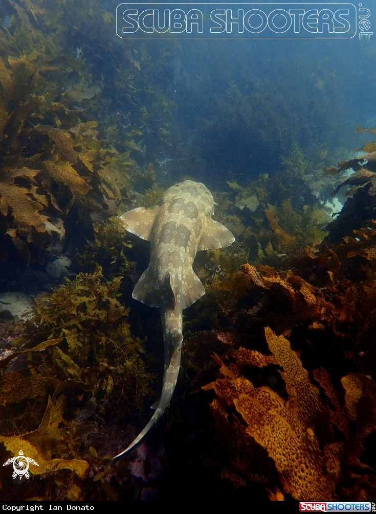 A Spotted wobbegong