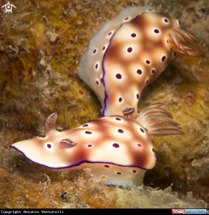 A Hypselodoris tryoni