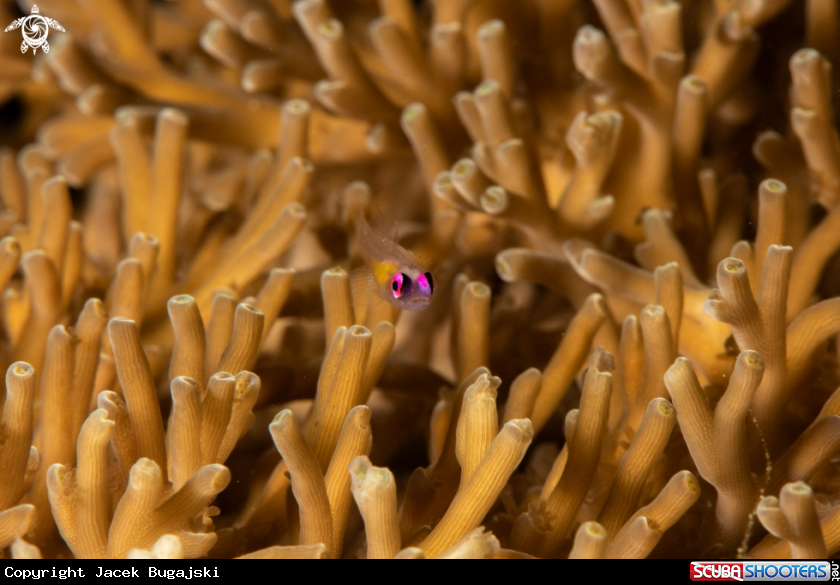 A Pinkeye Goby
