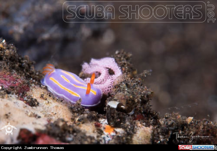 A Nudibranch 