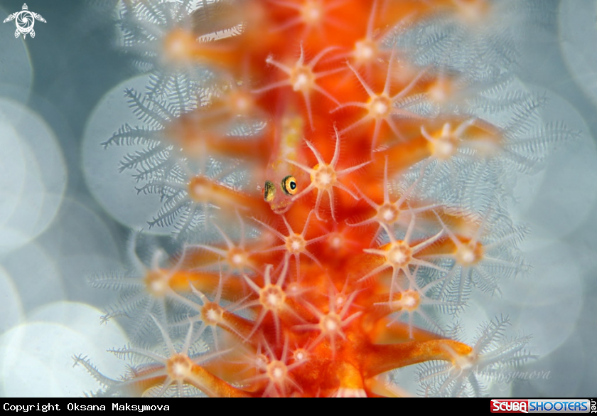 A Tiny goby (size 2-3mm) on the coral       