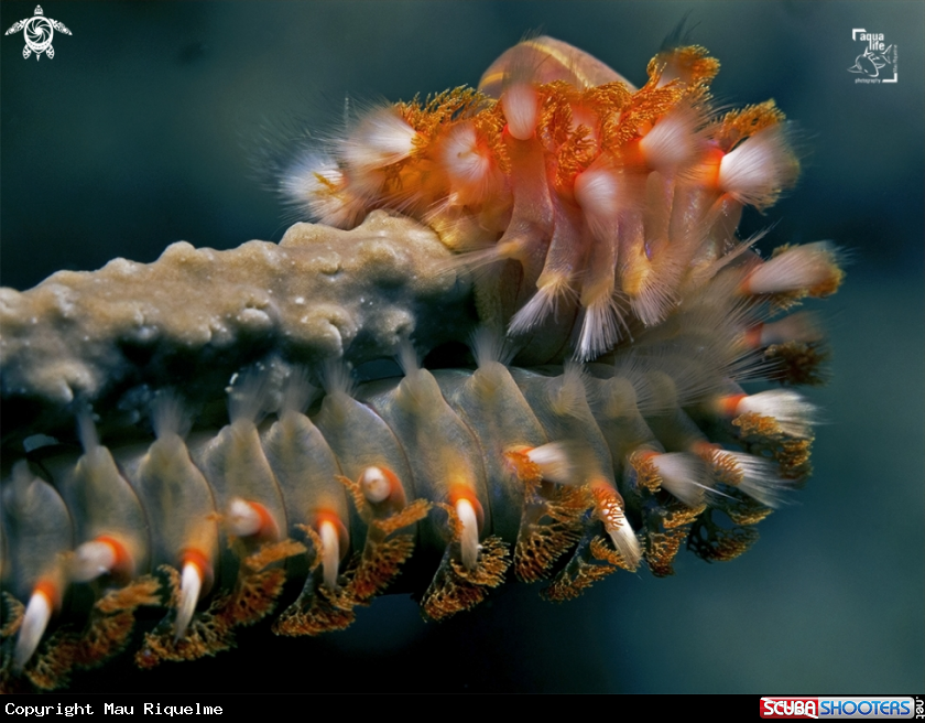 A Bearded Fireworm