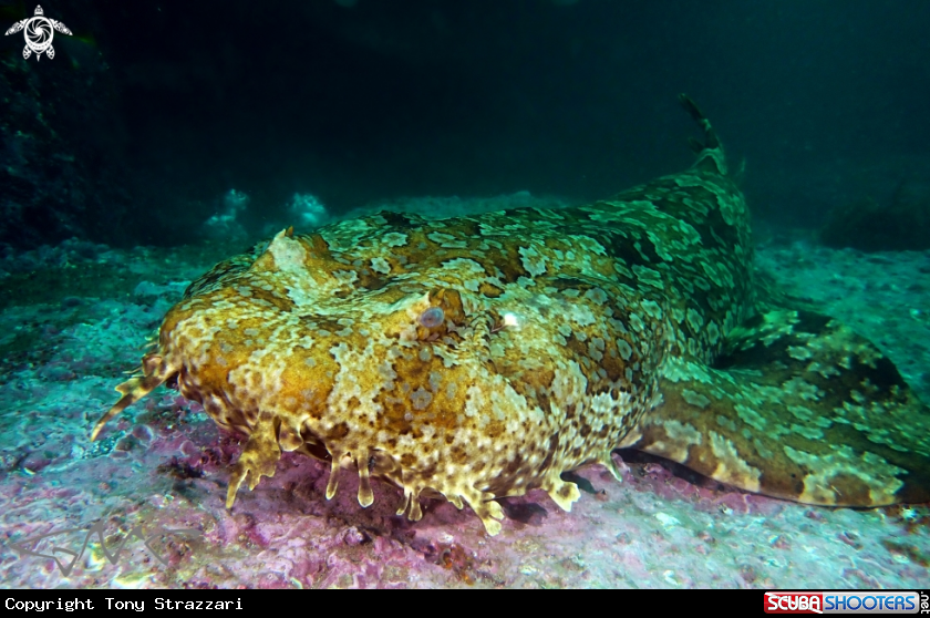 A Ornate wobbegong