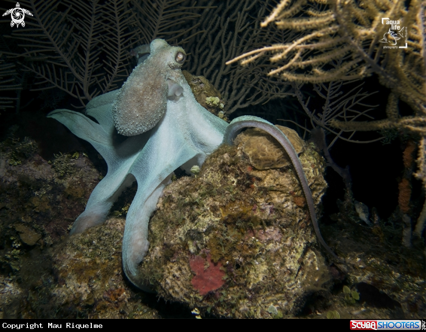A Caribbean Reef Octopus