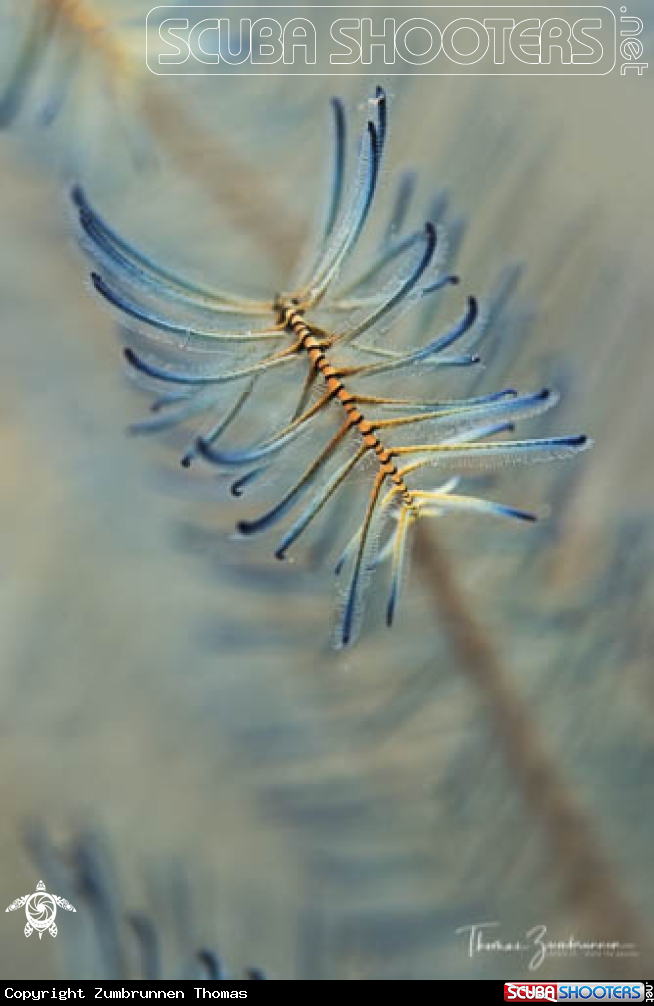 A Crinoids 