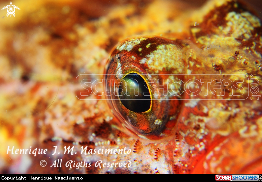 A underwater creature