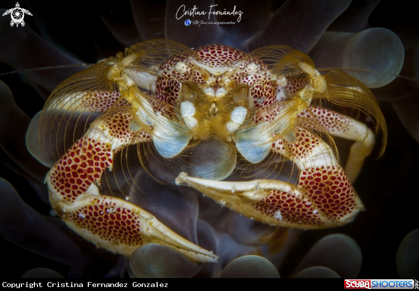 A Porcelain crab