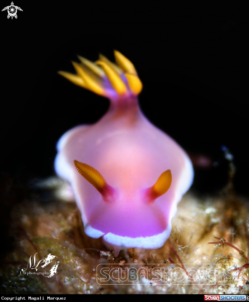 A  Hypselodoris Apolegma 