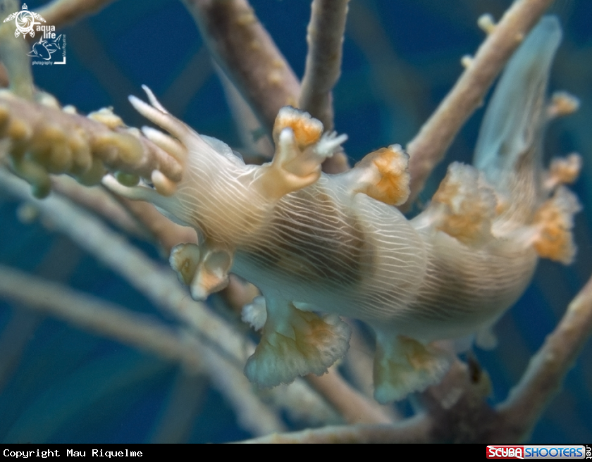 A Hamners' Tritonia