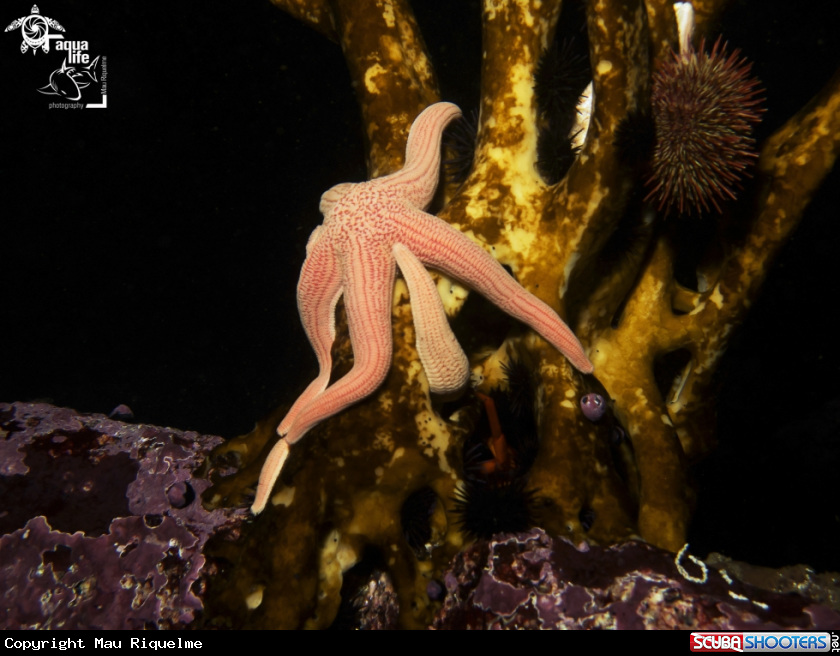 A Sea Star and sea urchins