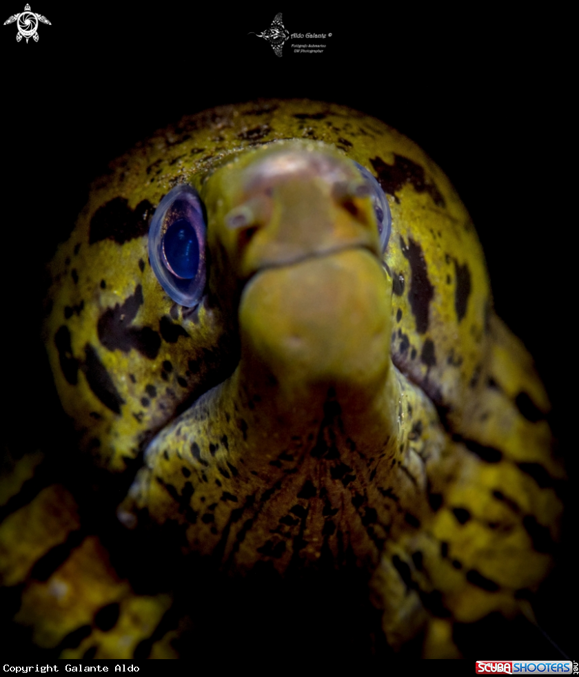 A Fimbriated Moray Eel