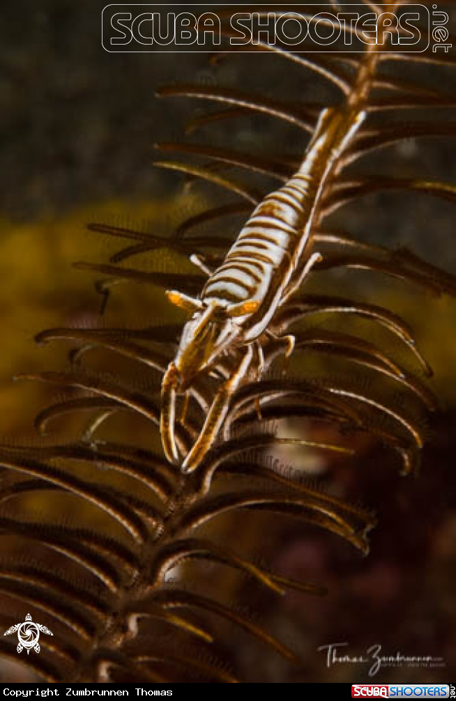 A Crinoids Shrimp