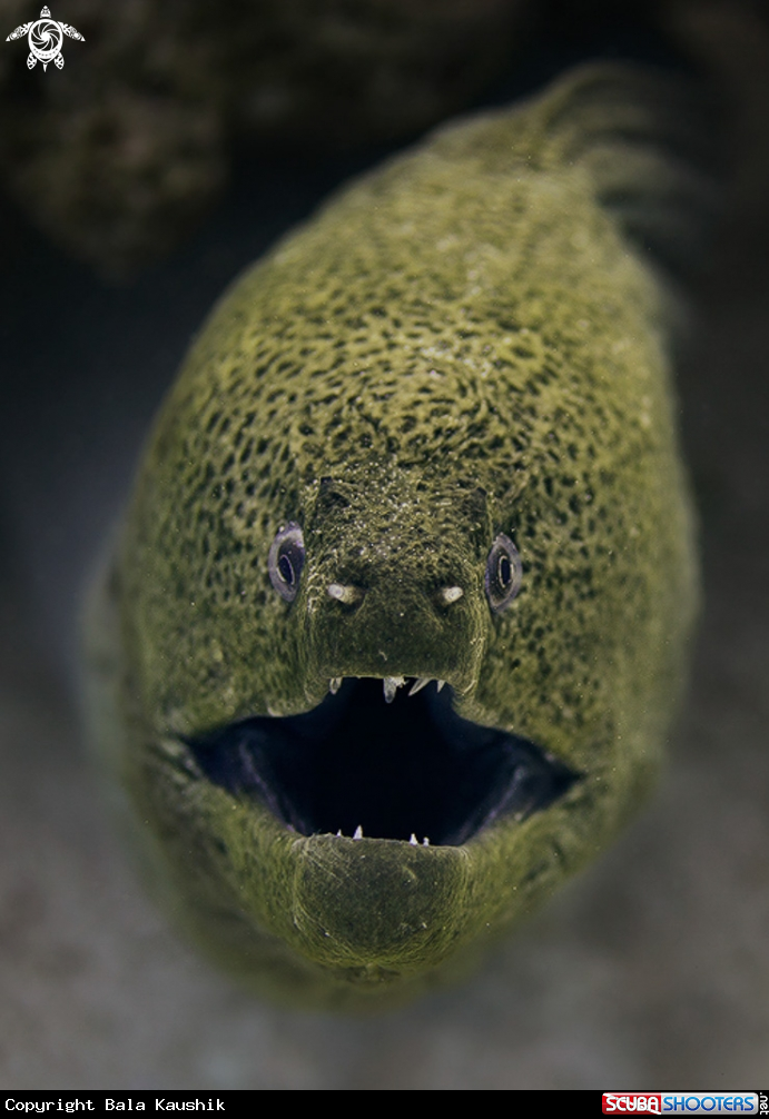 A Giant Moray Eel