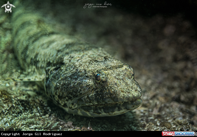 A Bluestriped Lizardfish