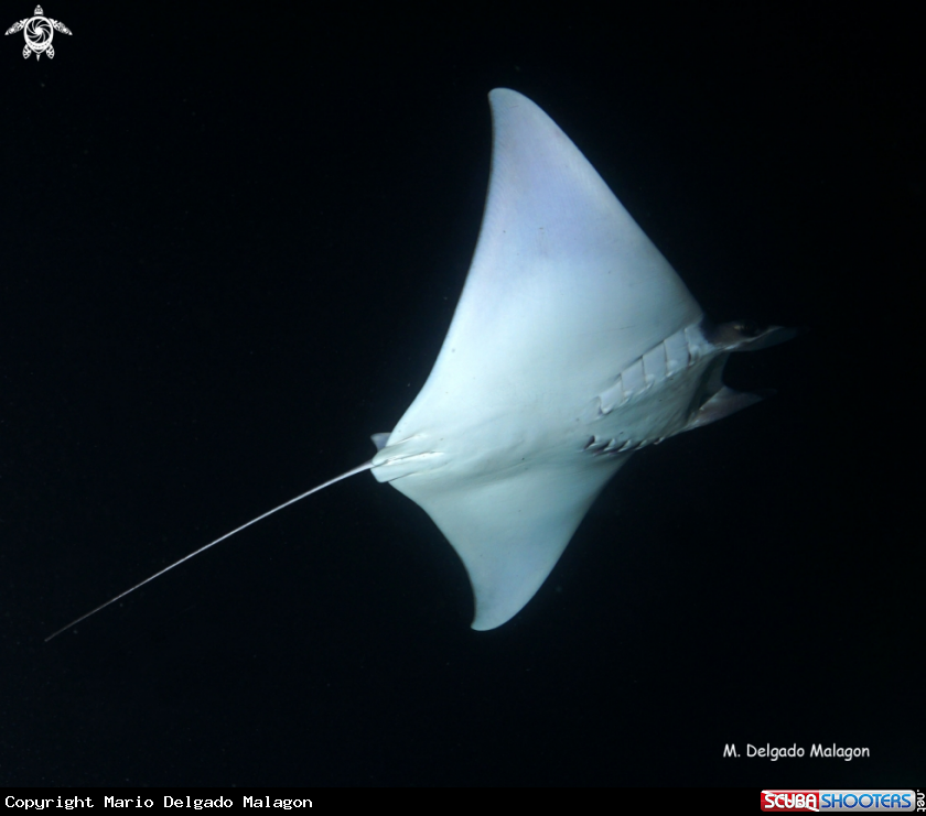 A Mobula