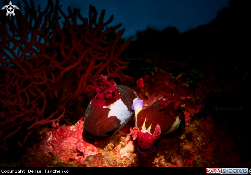 A NUDIBRANCH