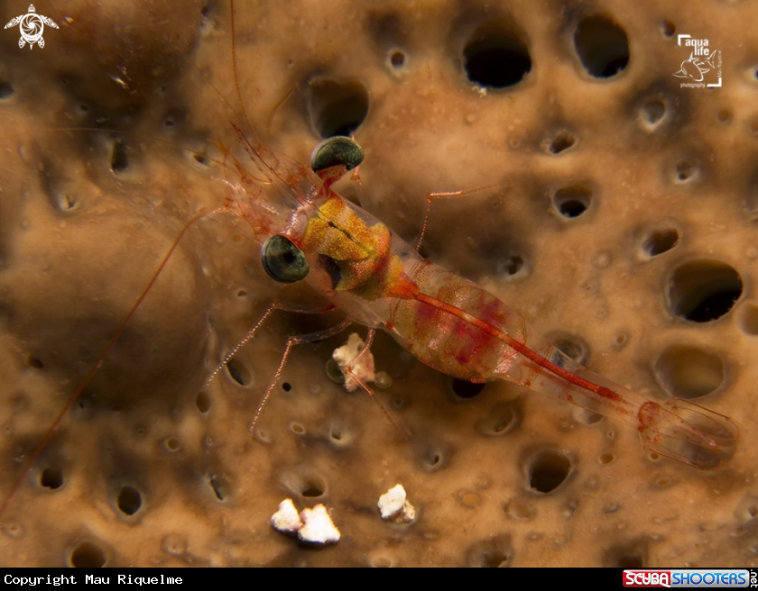 A Juvenile Red Night Shrimp