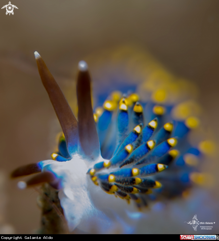 A Sea Slug 