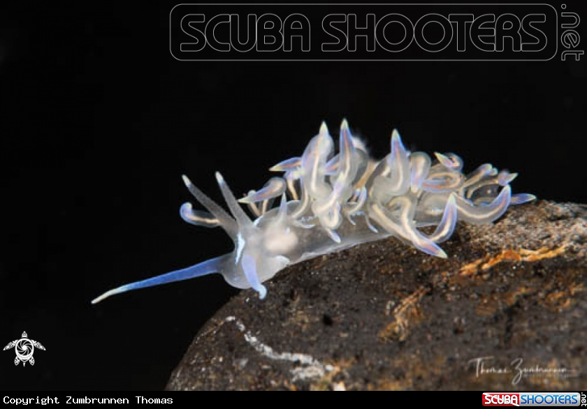 A Nudibranch 