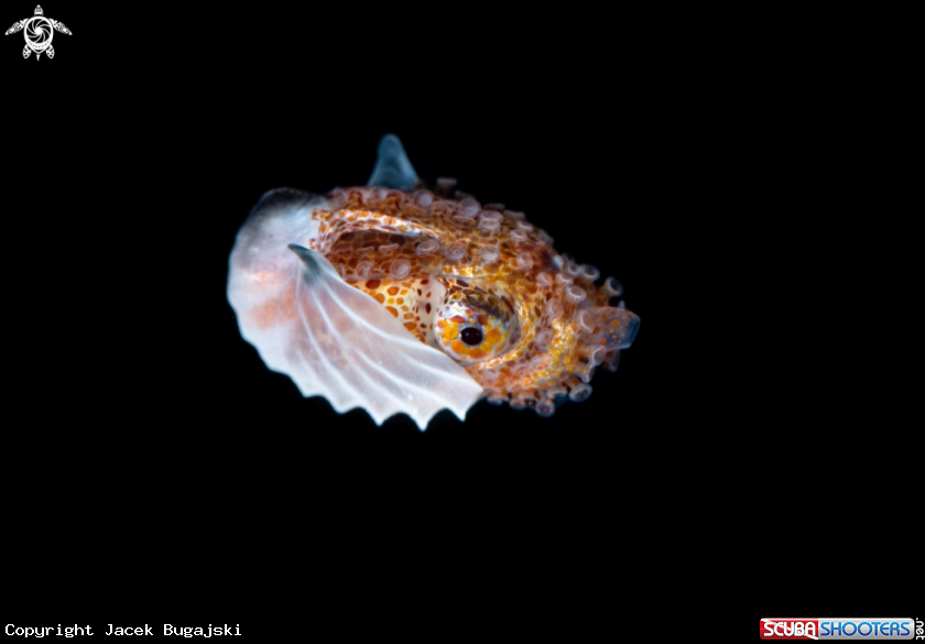 A Paper Nautilus