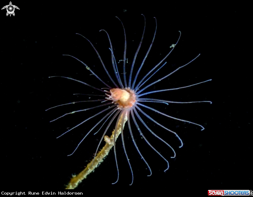 A Tubularia indivisa