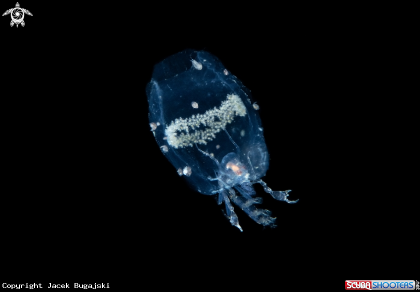 A Phronima in a salp with eggs