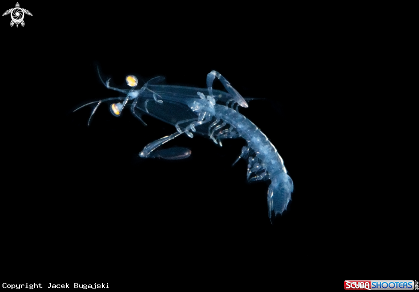 A Shrimp