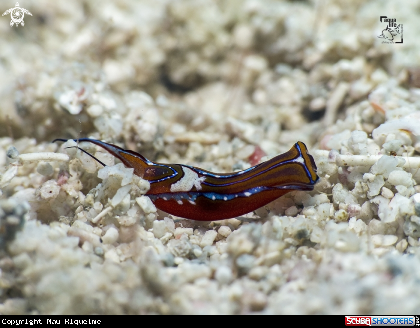 A Leech Aglaja