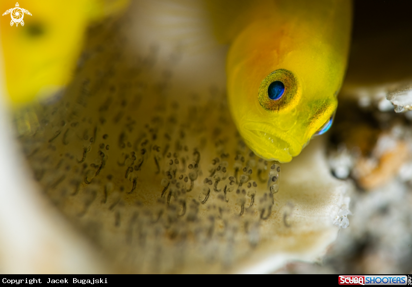 A Yellow Coral Goby 