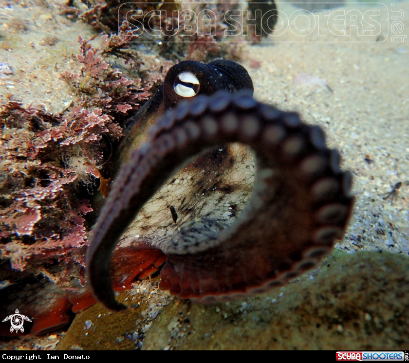 A Sydney gloomy octopus