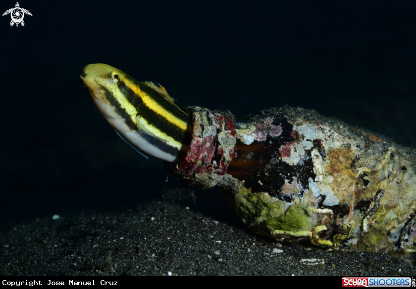 A Shorthead Fangblenny