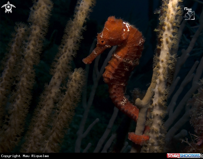 A Longsnout Seahorse