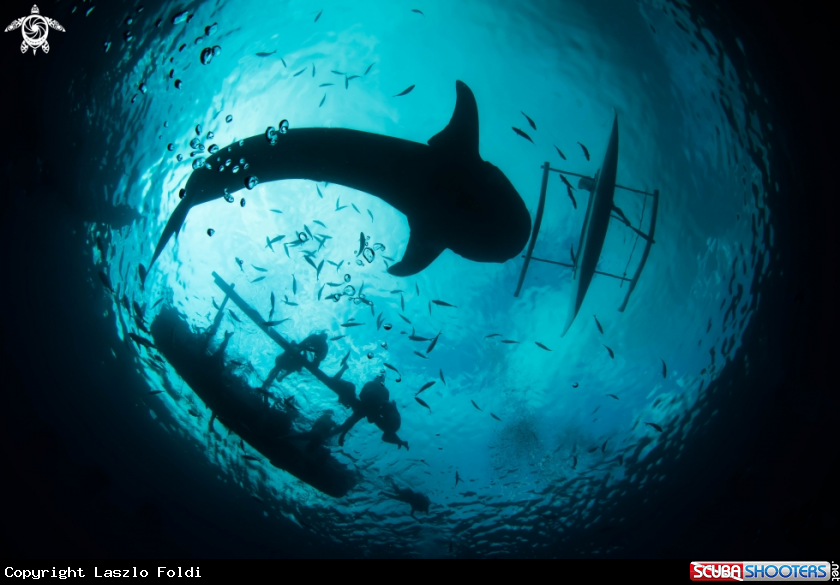 A Whale shark 