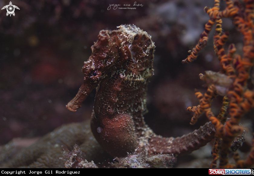 A Longsnout seahorse