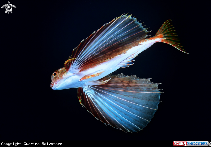 A Dactylopterus volitans