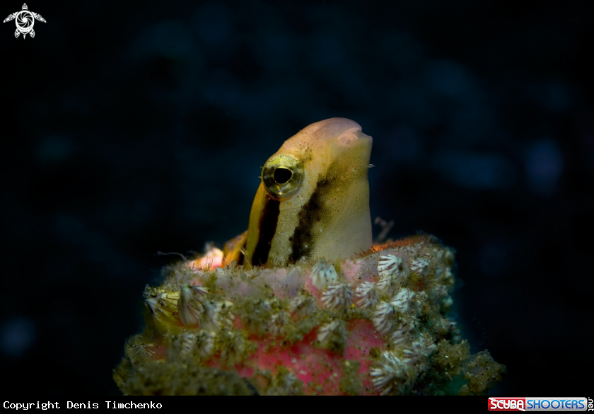 A FISH