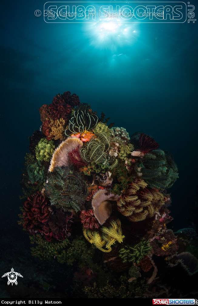 A Variety of corals, tube sponges and crinoids.