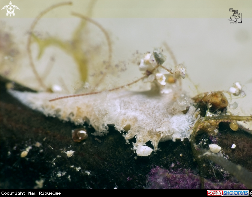 A Wells´ Tritonia