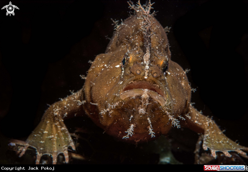 A Ocelated frogfish 