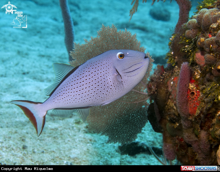 A Sargassum triggerfish