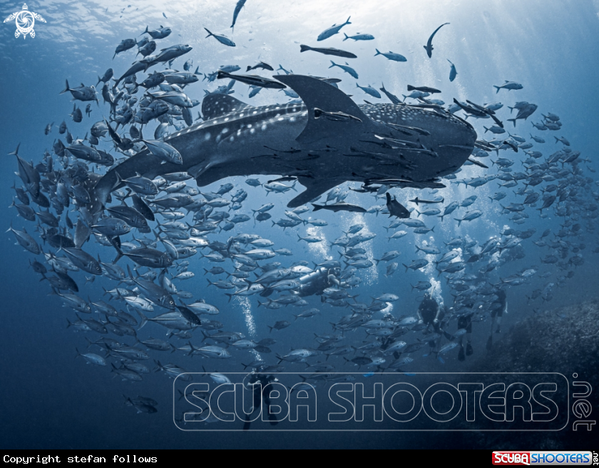 A Whale Shark