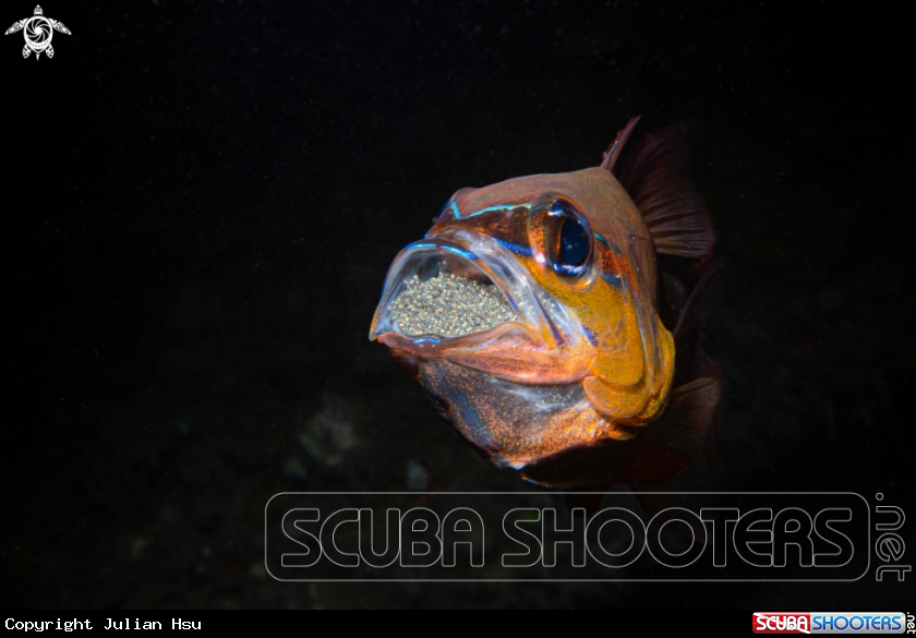 A Cardinalfish