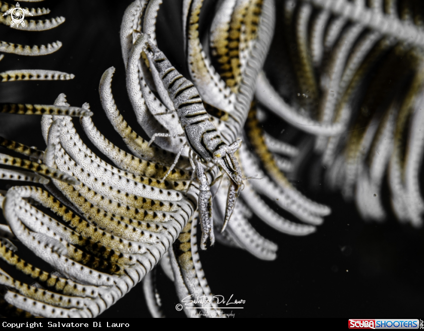 A Leopard crinoid shrimp