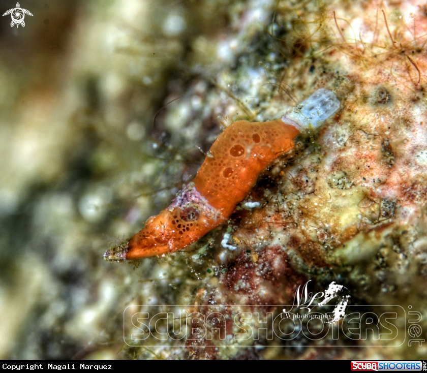 A Paralatreutes  bicornis