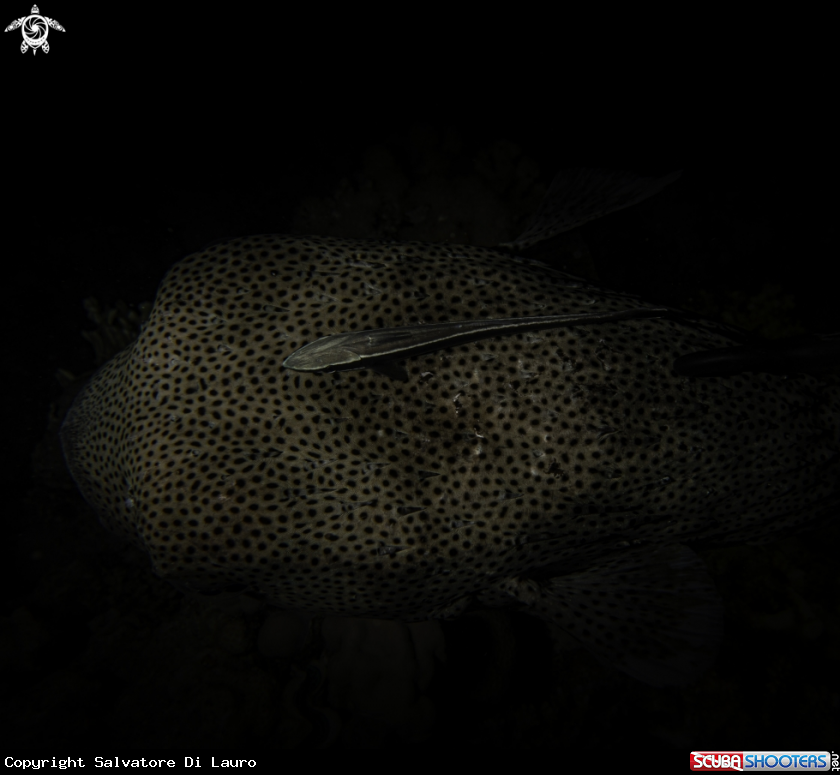 A porcupine fish with remora