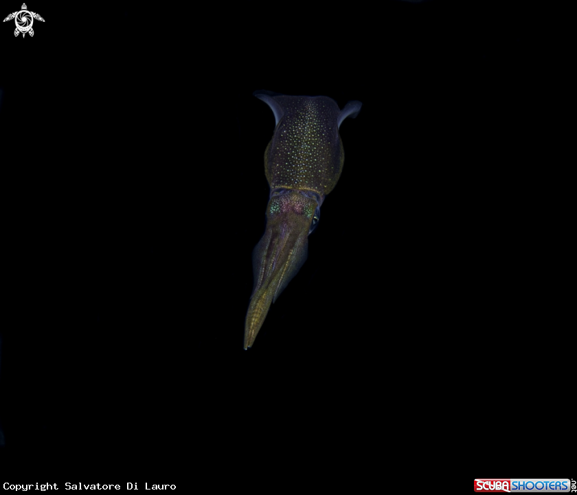 A squid