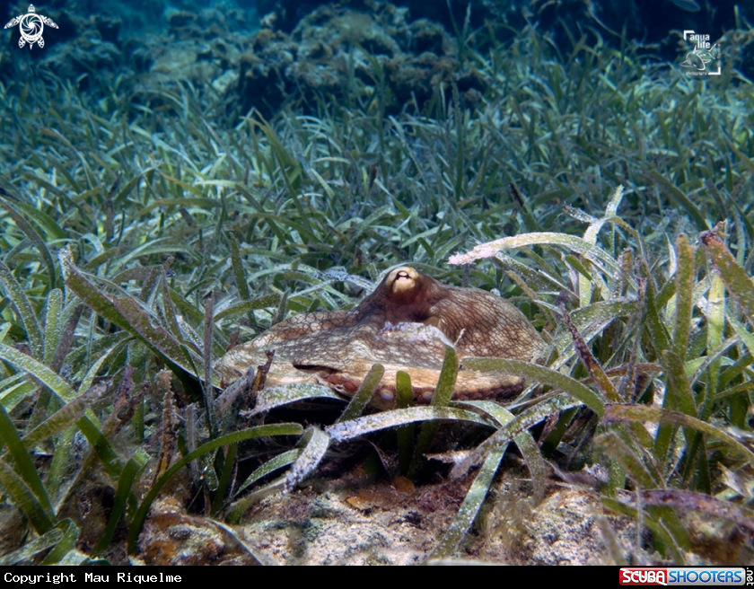 A Common Octopus