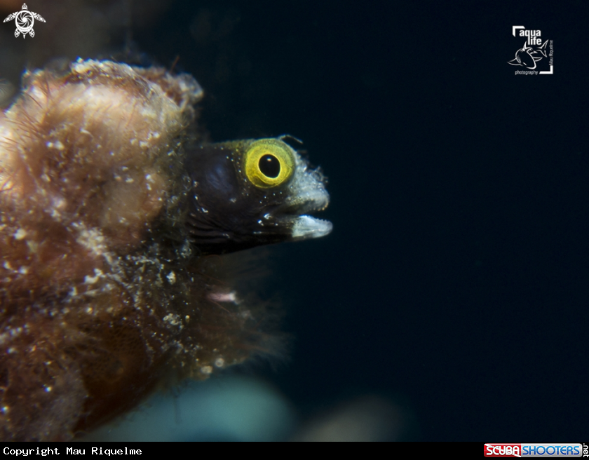 A Spinyhead Blenny