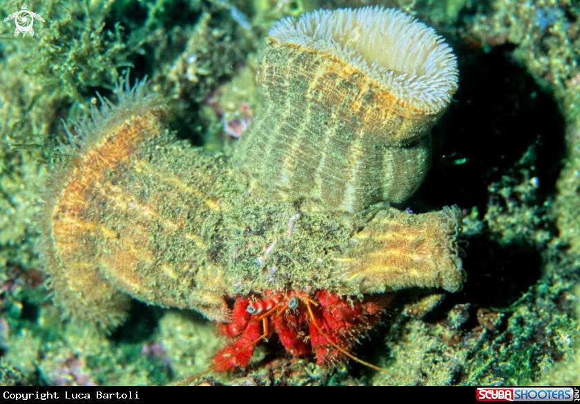 A hermit crab