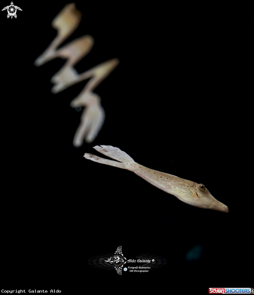 A Juvenil Filefish 